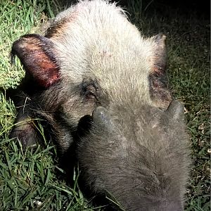 Bushpig Hunting South Africa