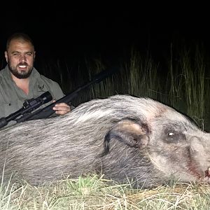 Hunting Bushpig in South Africa