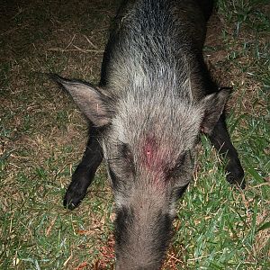 Bushpig Hunt South Africa