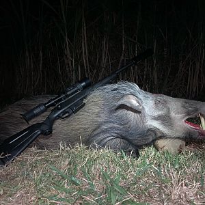 South Africa Hunting Bushpig