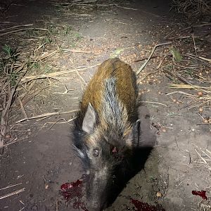 Hunt Bushpig in South Africa