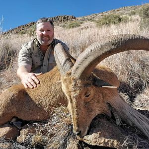 Aoudad Hunting South Africa