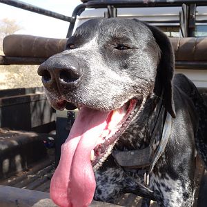 Hunting Dog South Africa