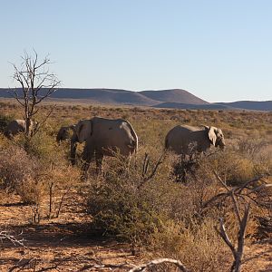 Elephants in Namibia