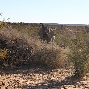 Elephants in Namibia