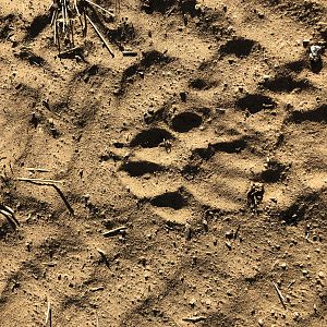 Cheetah Track Namibia