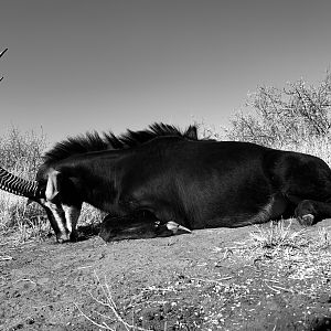 Hunt Sable Antelope in South Africa