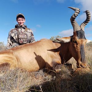 Red Hartebeest Hunting South Africa