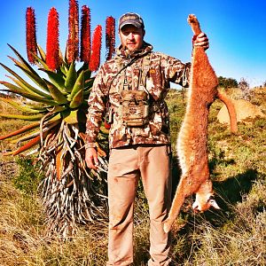 Hunting Caracal in South Africa