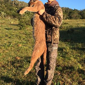 Caracal Hunt South Africa