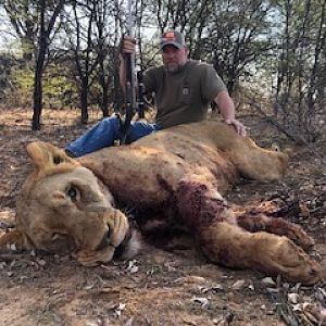 Hunt Lioness in South Africa