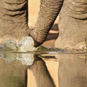 Elephants drinking water