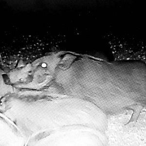 Bushpig Trail Cam Pictures South Africa