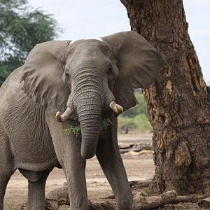 Elephant Zimbabwe