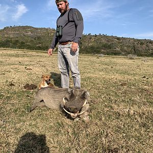 Hunting Warthog in South Africa