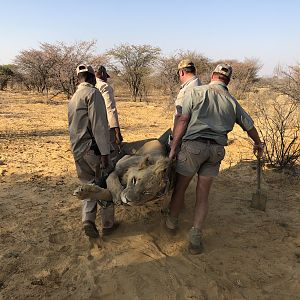 South Africa Hunting Lion