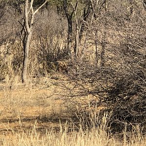 Hunting Lioness in South Africa