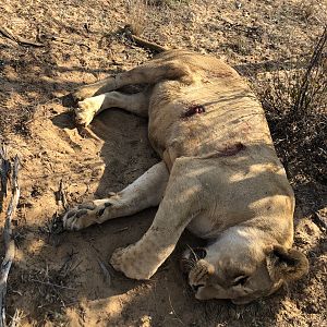 Lioness Hunting South Africa