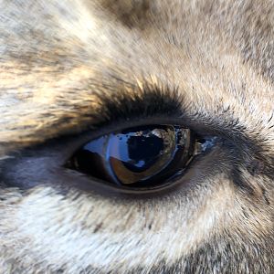 Lioness Eye