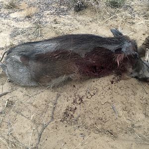 Hunt Warthog in South Africa