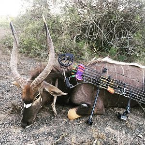 Bow Hunting Nyala in South Africa