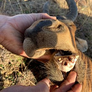 Old Red Hartebeest