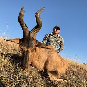 Hunt Red Hartebeest in South Africa