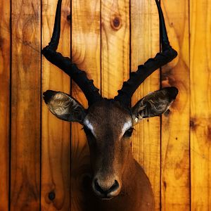 Impala Shoulder Mount Taxidermy