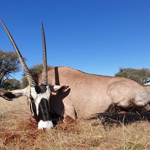 Hunting Gemsbok in South Africa