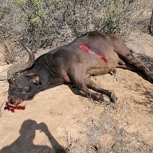 South Africa Hunting Cape Buffalo