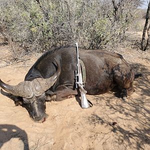 Hunt Buffalo in South Africa