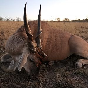 South Africa Hunting Eland