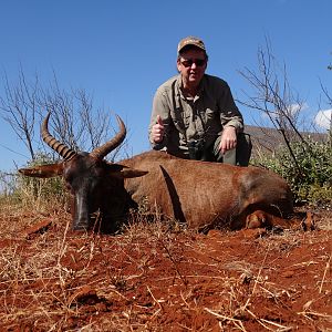 Tsessebe Hunting South Africa