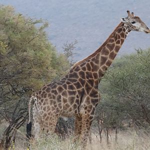 Giraffe South Africa