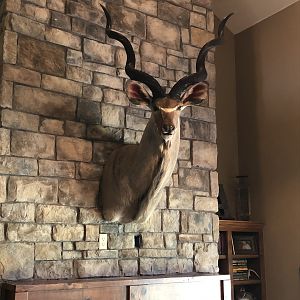 Kudu Shoulder Mount Taxidermy