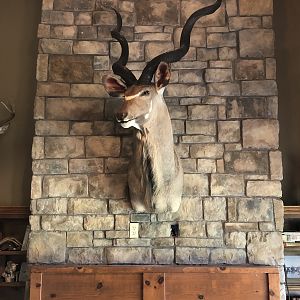 Kudu Shoulder Mount Taxidermy