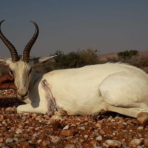 White Springbok Hunt South Africa