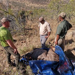 South Africa Hunt Kudu