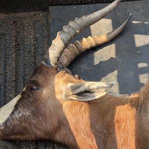 South Africa Hunt Blesbok