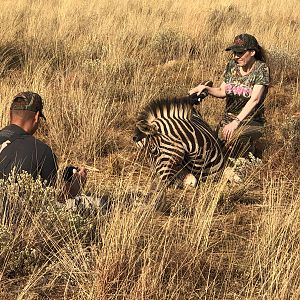 Burchell's Plain Zebra Hunting South Africa