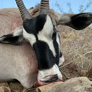 Gemsbok Hunt South Africa