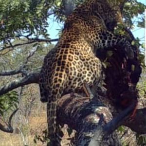 Trail Cam Pictures of Leopard in Tanzania