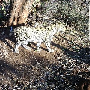 Leopard Trail Cam Pictures Tanzania