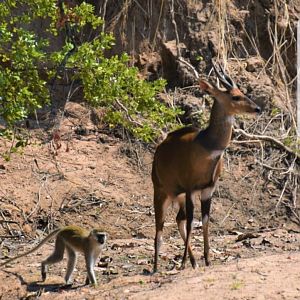 Vervet Monkley & Bushbuck Tanzania