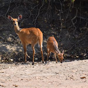 Bushbuck Tanzania