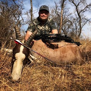 Common Blesbuck “Damaliscus Pygargus Phillipsi” Bowhunting South Africa