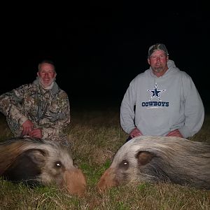 Bushpig Hunting South Africa