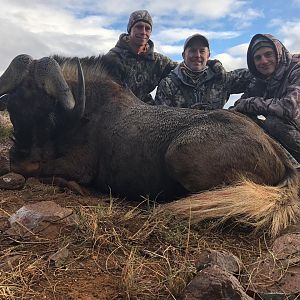 Hunting Black Wildebeest in South Africa