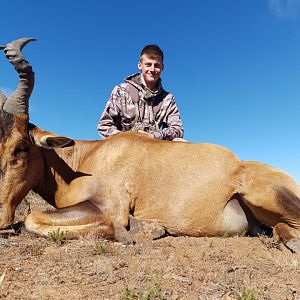 South Africa Hunt Red Hartebeest