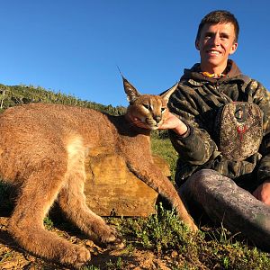 Hunting Caracal in South Africa